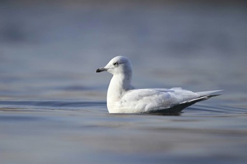 Iceland Gull (Larus glaucoides), Bern, Switzerland
