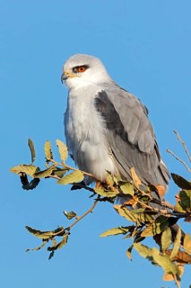 Gleitaar, (Elanus caeruleus), Élanion blanc, Elanio Común, Israel, Middle East
