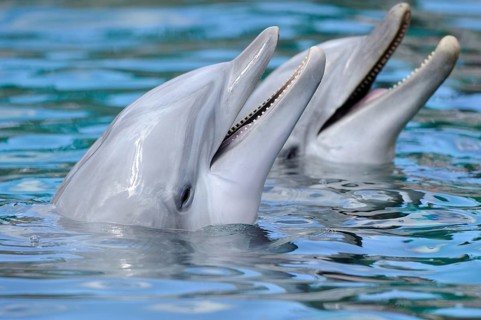 Two happy dolphins swimming in the water, Bottlenose dolphin (Tursiops truncatus), captive