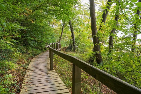 Path through the beech forest, wooden plank path with railing, Stubbenkammer, Jasmund National