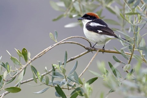 Red-headed Shrike, (Lanius senator), Animals, Birds, Sotzwarte, Songbird, Shrike family, Lesbos,