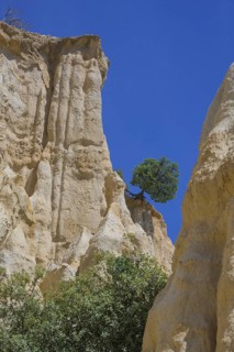 Slate tree on the sandstone cliffs of Les Orgues Ille-sur-Têt, Centre Ville Nord-Ouest, Département