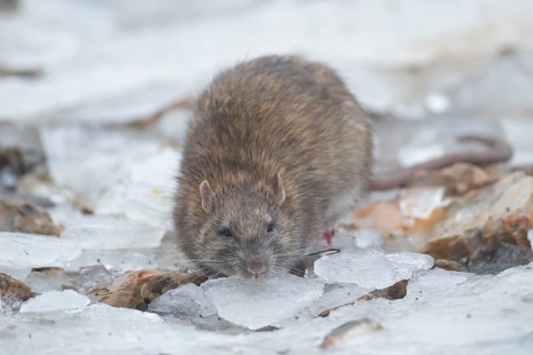 Brown rat (Rattus norvegicus) adult rodent animal searching for food on ice in winter, England,