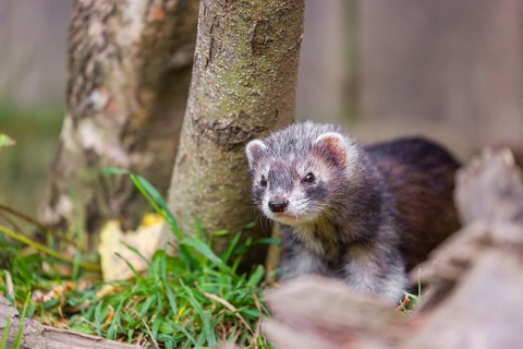 A young male ferret (Mustela putorius furo) stands in the grass between trees