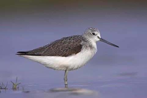 Common Greenshank (Tringa nebularia), Oman