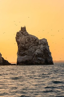 A prominent rock in the sea at sunset surrounded by flying birds, Howth, Ireland
