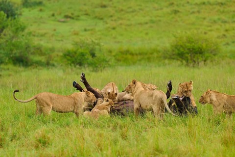 Lions gain the upper hand in a ground fight against a buffalo: lion (Panthera leo), Cape buffalo