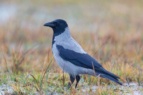 Nebelkrähe, Hooded Crow, Northern Carrion Crow, Corvus corone cornix, Corvus cornix, Corneille