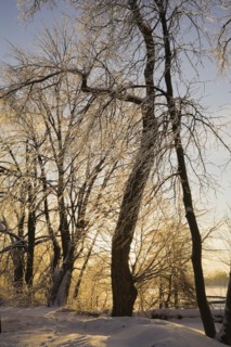 Bare silhouetted deciduous trees covered with ice and snow in the early morning golden light of