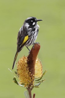 New Holland Honeyeater (Phylidonyris novaehollandiae), Victoria, Australia