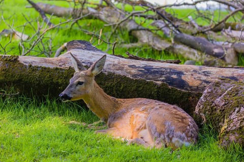 One female Roe Deer, (Capreolus capreolus) rests next to a fallen tree on a meadow