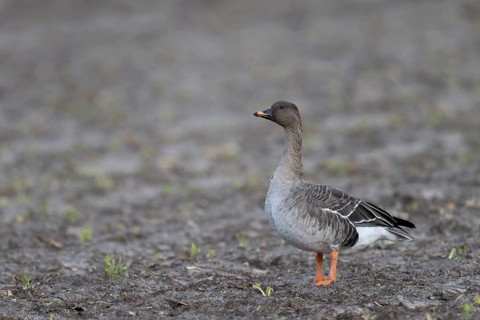 Bean goose, Bean goose (Anser fabalis), Texel, Netherlands