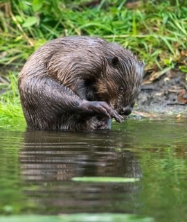 Beaver, castor fiber albicus, elbe beaver, Eurasian beaver, European beaver, rodents, rodentia,