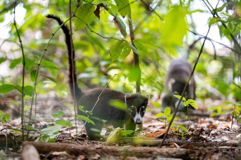 White-nosed coati (Nasua narica), adult, in the rainforest, Corcovado National Park, Osa, Puntarena