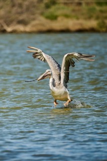 Great white pelican (Pelecanus onocrotalus) starting from the sea, France