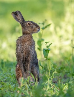 European hare (Lepus europaeus) with wet fur standing in a field, wildlife, Thuringia, Germany