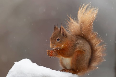 Red squirrel (Sciurus vulgaris) adult animal feeding on a nut on a tree stump covered in snow in