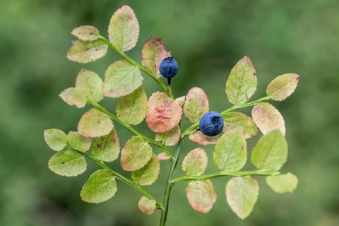 Blueberry (Vaccinium myrtillus), Emsland, Lower Saxony, Germany