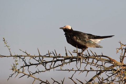 White-crowned Starling (Lamprotornis albicapillus) perched on a branch, Oromia, Ethiopia