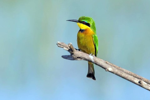 Africa, Spain, Dwarf Bee-eater, Merops pusillus, Spain, Spain