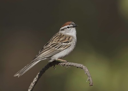 Chipping Sparrow (Spizella passerina), Michigan, USA