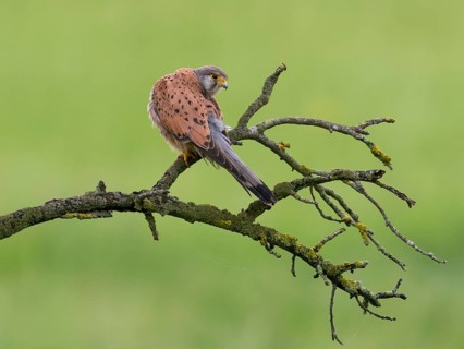 A kestrel perched on a mossy branch against a green background, resting, Common Kestrel (Falco