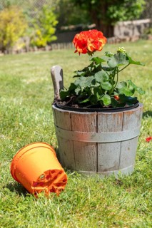 Geranium (Pelargonium) in wooden barrel and empty flower pot in a meadow
