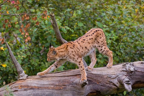 A Eurasian lynx (Lynx lynx) runs down a dead tree lying at an angle