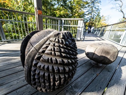 Wooden seeds, Baumwipfelpfad, Treetop walkway through a forest in autumn, Bad Harzburg, Harz