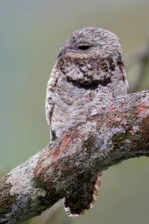 Great Potoo (Nyctibius grandis) perched on a branch in Ecuador