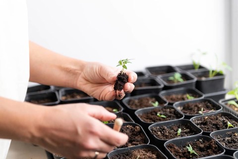 Hands planting tomato seedlings in individual pots, signifying the beginning of a new garden. A