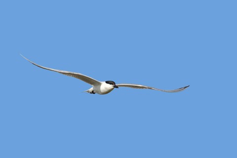 Gull-billed tern (Gelochelidon nilotica, Sterna nilotica) adult in breeding plumage flying against