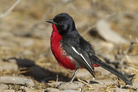 Crimson-breasted Shrike (Laniarius atrococcineus), Northern Cape, South Africa