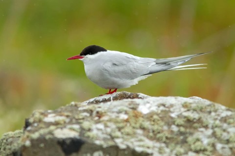 Arctic Tern (Sterna paradisaea), on floor, Isle of May, Scotland, United Kingdom
