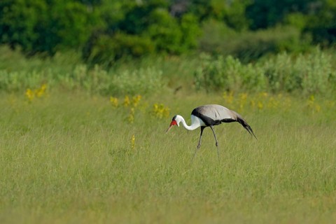 Big bird wattled crane, Grus carunculata, with red head, wildlife from Okavango delata, Moremi,