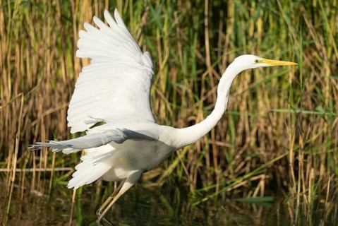 Great Egret (Ardea alba) with open wings searching for food in the shallow water zone of a lake,