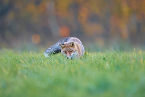 Red Fox (vulpes vulpes), running in meadow at autumn