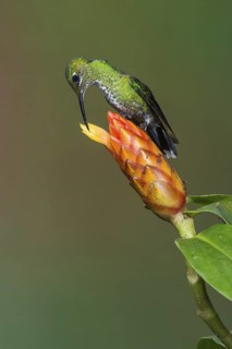 Green-crowned Brilliant (Heliodoxa jacula), Costa Rica