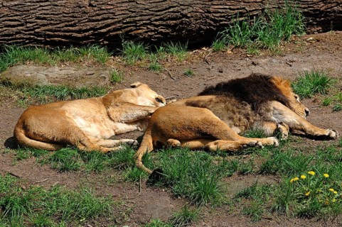 Resting Asian lion pair, Panthera leo persica, Tierpark Nürnberg, Am Tiergarten 30, Nuremberg,