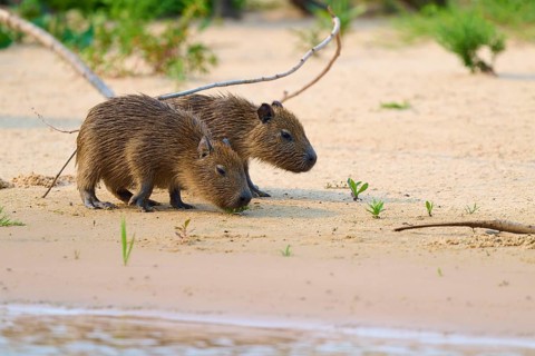 Two young capybaras on the sandy riverbank, surrounded by sparse vegetation, Capybara, capybara