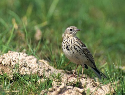 Anthus Pratensis, Meadow Pipit, Meadow Pieper, Birds, Leo, Passeri, Songbirds, Birds