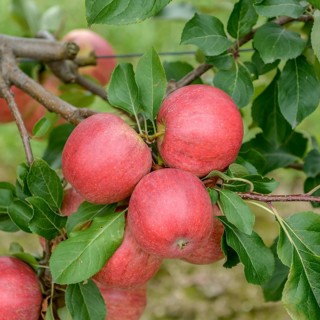 Apple (Malus domestica 'Resi'),  Germany