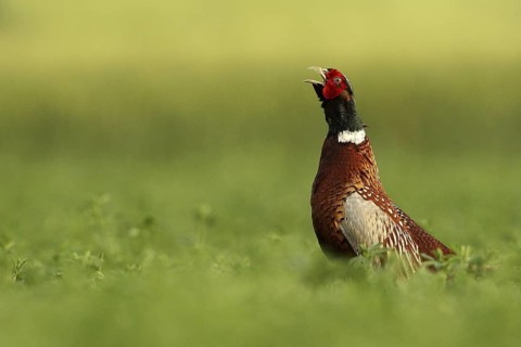 Common Pheasant (Phasianus colchicus) male displaying, Lombardy, Italy