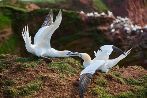 Northern gannet (Morus bassanus) arguing with each other on the ground, wildlife, Helgoland,
