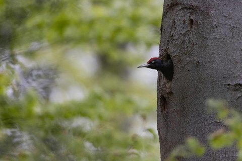 Black Woodpecker (Dryocopus martius) male peering out of breeding cavity, North Rhine-Westphalia,