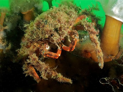 Spider crab (Maja squinado Maja brachydactyla)
