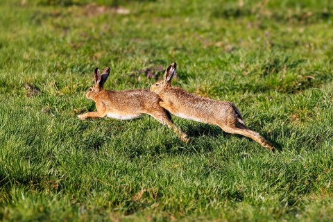 European hare (Lepus europaeus), Germany