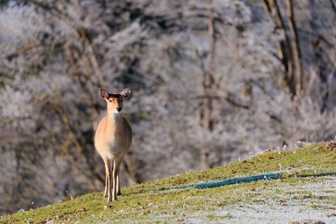 A Japanese sika deer hind (Cervus nippon nippon) stands on a meadow covered with hoarfrost in hilly
