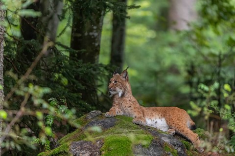 One adult Eurasian lynx, (Lynx lynx), resting in a forest on mossy rocks