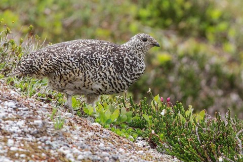 White-tailed Ptarmigan (Lagopus leucurus) in the alpine habitat of British Columbia, Canada
